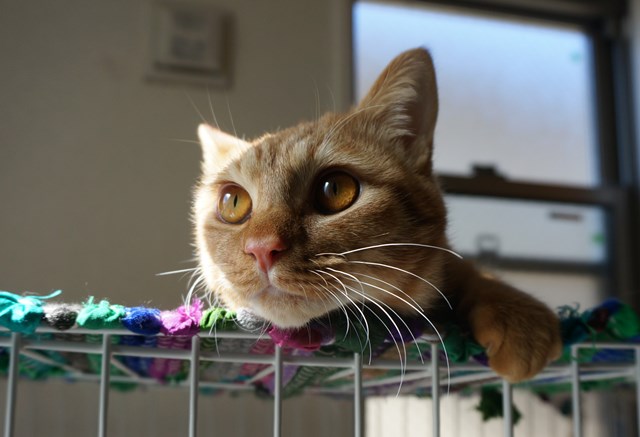 f:id:hiraryo0201:20170210200823j:plain