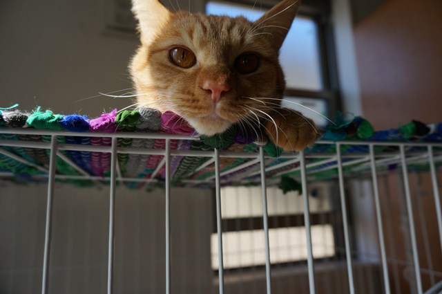 f:id:hiraryo0201:20170210201306j:plain