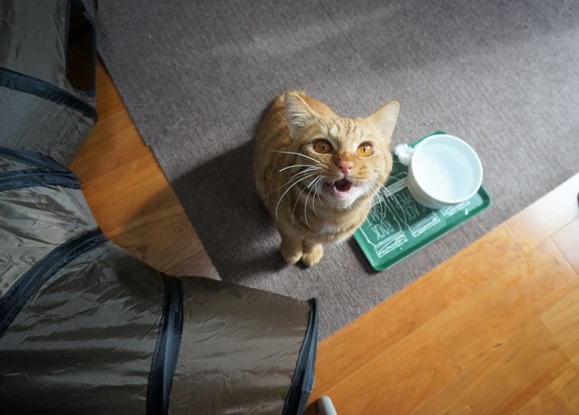 f:id:hiraryo0201:20170210201512j:plain