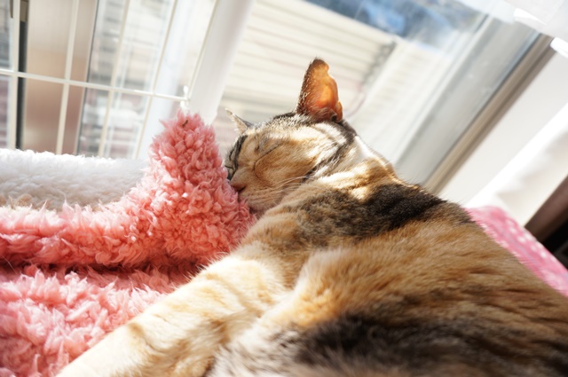 f:id:hiraryo0201:20170219085227j:plain f:id:hiraryo0201:20170219085227j:plain