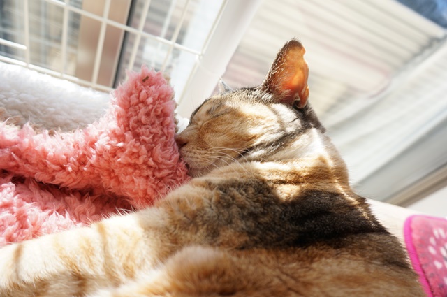 f:id:hiraryo0201:20170219085235j:plain f:id:hiraryo0201:20170219085235j:plain