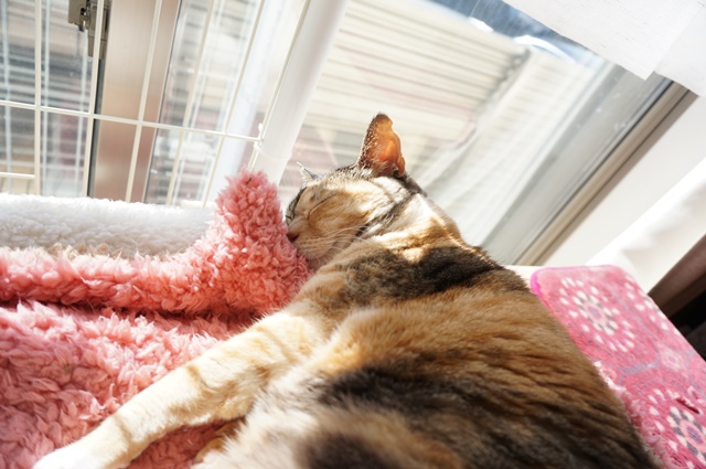 f:id:hiraryo0201:20170219085257j:plain f:id:hiraryo0201:20170219085257j:plain