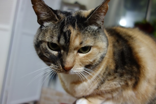 f:id:hiraryo0201:20170304143649j:plain f:id:hiraryo0201:20170304143649j:plain