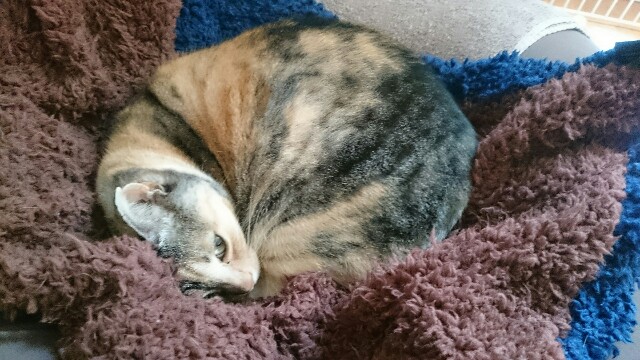 f:id:hiraryo0201:20170304143807j:image f:id:hiraryo0201:20170304143807j:image