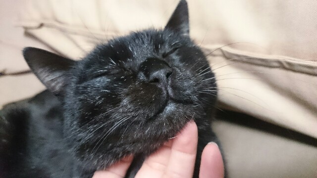 f:id:hiraryo0201:20170309183425j:image