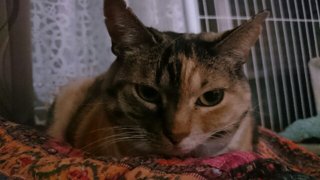 f:id:hiraryo0201:20170310075310j:image