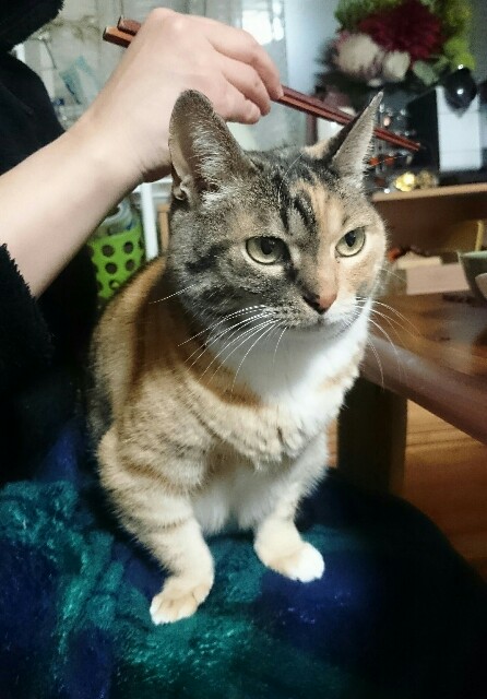 f:id:hiraryo0201:20170310081053j:image