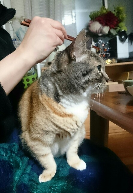 f:id:hiraryo0201:20170310081443j:image