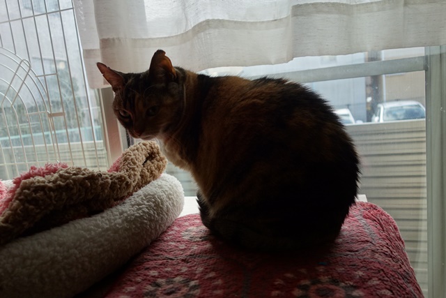 f:id:hiraryo0201:20170312123013j:plain f:id:hiraryo0201:20170312123013j:plain