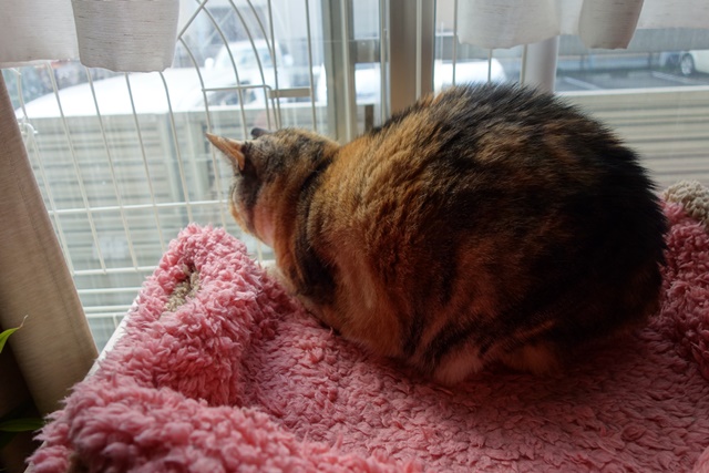 f:id:hiraryo0201:20170312123033j:plain f:id:hiraryo0201:20170312123033j:plain