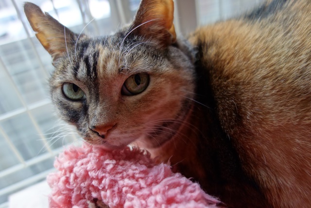 f:id:hiraryo0201:20170312123050j:plain f:id:hiraryo0201:20170312123050j:plain