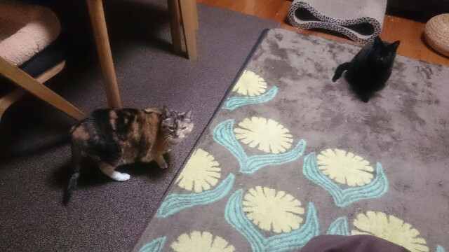 f:id:hiraryo0201:20170319071606j:image f:id:hiraryo0201:20170319071606j:image