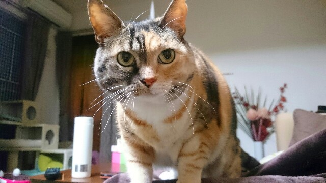 f:id:hiraryo0201:20170319071921j:image f:id:hiraryo0201:20170319071921j:image