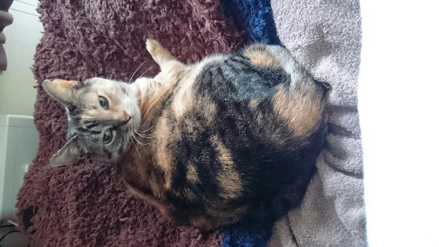 f:id:hiraryo0201:20170319073108j:image f:id:hiraryo0201:20170319073108j:image