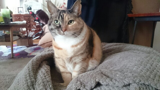 f:id:hiraryo0201:20170325143016j:image f:id:hiraryo0201:20170325143016j:image