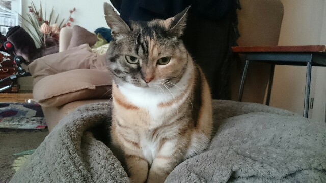 f:id:hiraryo0201:20170325150048j:image f:id:hiraryo0201:20170325150048j:image