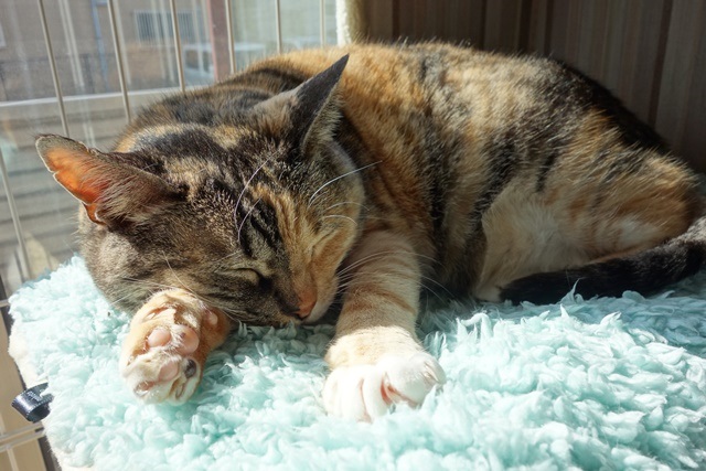 f:id:hiraryo0201:20170325201745j:plain f:id:hiraryo0201:20170325201745j:plain