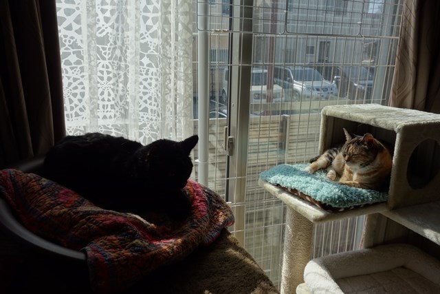 f:id:hiraryo0201:20170325201802j:plain f:id:hiraryo0201:20170325201802j:plain