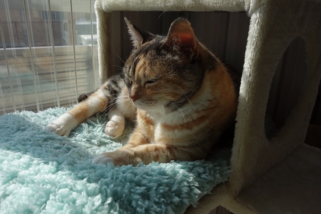 f:id:hiraryo0201:20170325201810j:plain f:id:hiraryo0201:20170325201810j:plain