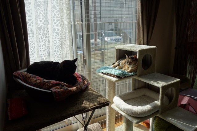 f:id:hiraryo0201:20170325201827j:plain f:id:hiraryo0201:20170325201827j:plain