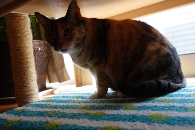 f:id:hiraryo0201:20170326111849j:plain f:id:hiraryo0201:20170326111849j:plain