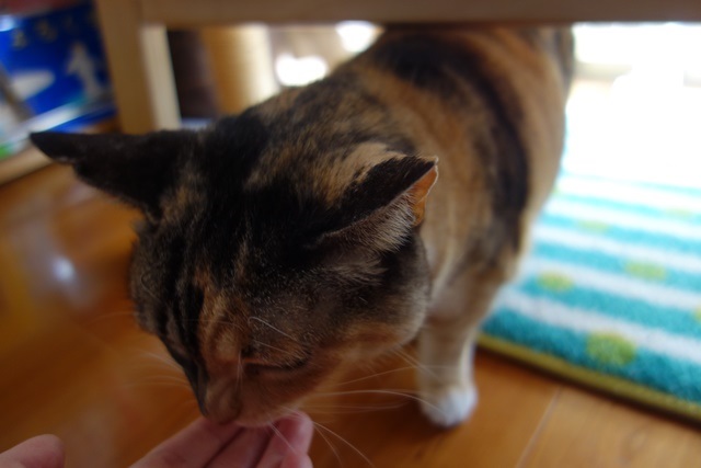 f:id:hiraryo0201:20170326111919j:plain f:id:hiraryo0201:20170326111919j:plain