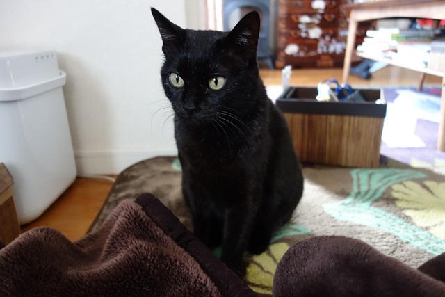 f:id:hiraryo0201:20170326111942j:plain f:id:hiraryo0201:20170326111942j:plain