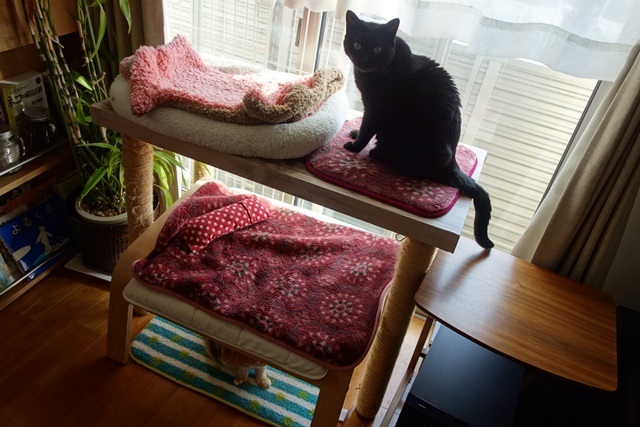 f:id:hiraryo0201:20170326130611j:plain f:id:hiraryo0201:20170326130611j:plain