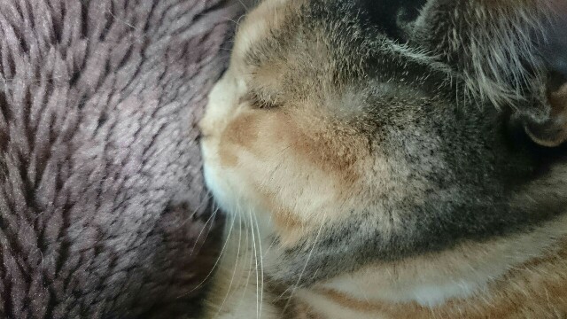 f:id:hiraryo0201:20170401171253j:image