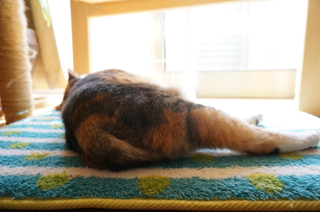 f:id:hiraryo0201:20170402102707j:plain f:id:hiraryo0201:20170402102707j:plain