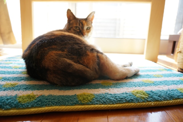 f:id:hiraryo0201:20170402102731j:plain f:id:hiraryo0201:20170402102731j:plain