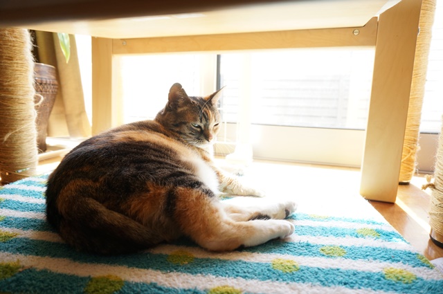 f:id:hiraryo0201:20170402102746j:plain f:id:hiraryo0201:20170402102746j:plain