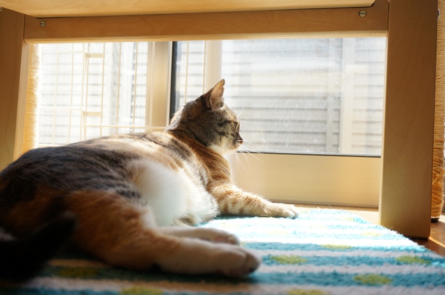 f:id:hiraryo0201:20170402103235j:plain f:id:hiraryo0201:20170402103235j:plain