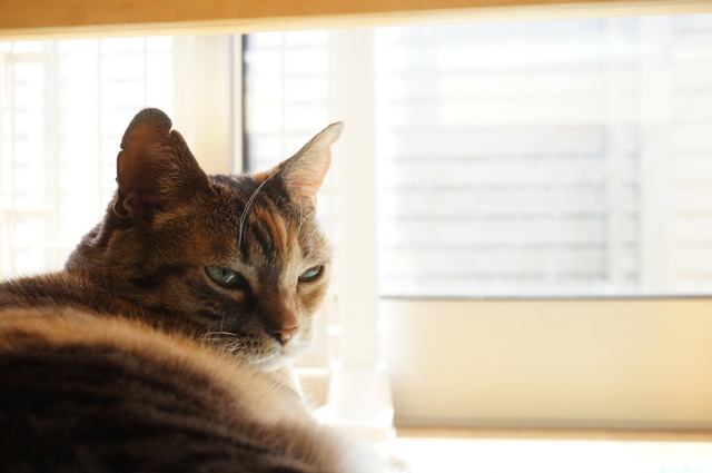 f:id:hiraryo0201:20170402103401j:plain f:id:hiraryo0201:20170402103401j:plain