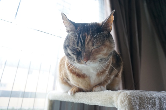 f:id:hiraryo0201:20170402105320j:plain