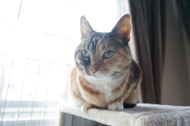 f:id:hiraryo0201:20170402105331j:plain