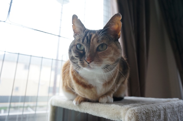 f:id:hiraryo0201:20170402105339j:plain