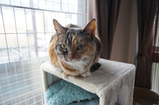 f:id:hiraryo0201:20170402105406j:plain