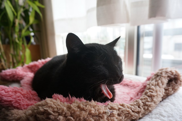 f:id:hiraryo0201:20170402110156j:plain f:id:hiraryo0201:20170402110156j:plain