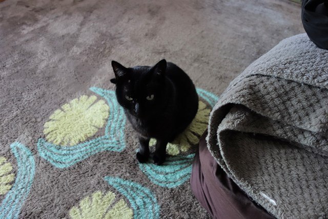 f:id:hiraryo0201:20170402110219j:plain f:id:hiraryo0201:20170402110219j:plain