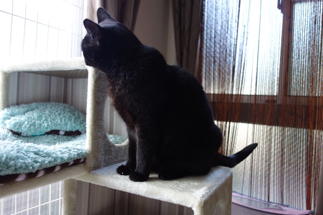 f:id:hiraryo0201:20170402110344j:plain f:id:hiraryo0201:20170402110344j:plain