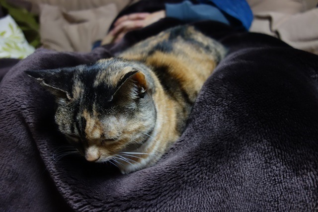 f:id:hiraryo0201:20170402111506j:plain