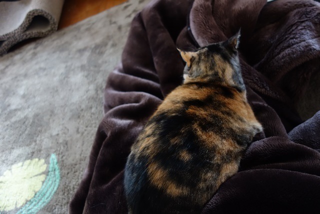 f:id:hiraryo0201:20170402111548j:plain