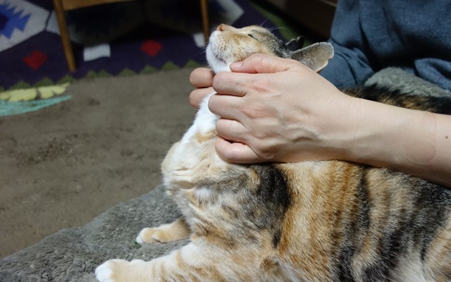 f:id:hiraryo0201:20170402111616j:plain