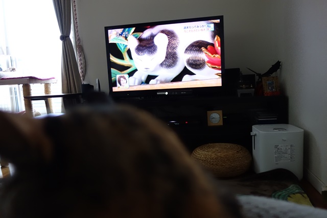 f:id:hiraryo0201:20170402112624j:plain f:id:hiraryo0201:20170402112624j:plain