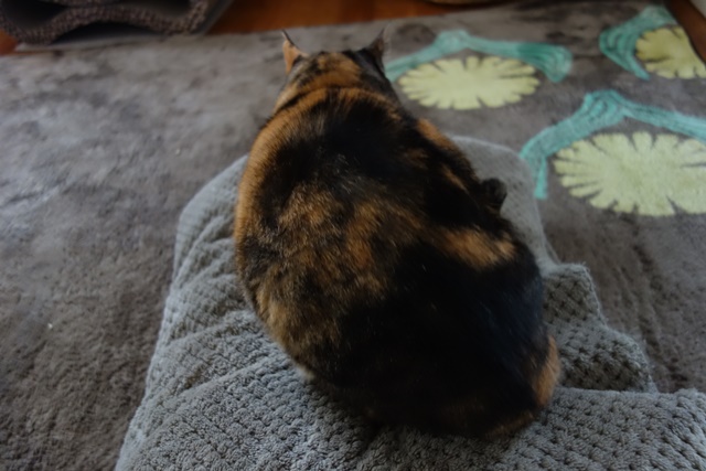 f:id:hiraryo0201:20170402112658j:plain f:id:hiraryo0201:20170402112658j:plain