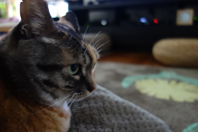 f:id:hiraryo0201:20170402112736j:plain f:id:hiraryo0201:20170402112736j:plain