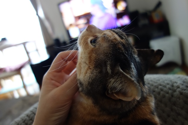 f:id:hiraryo0201:20170402112804j:plain f:id:hiraryo0201:20170402112804j:plain