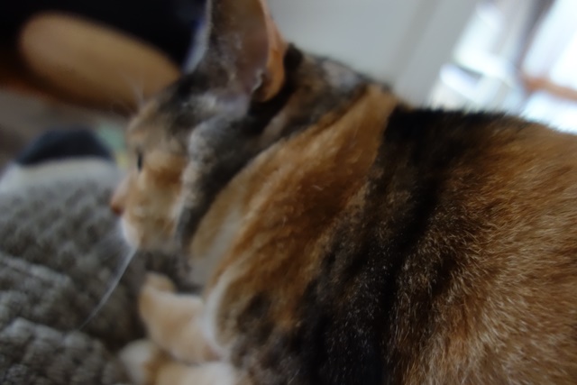 f:id:hiraryo0201:20170402113849j:plain f:id:hiraryo0201:20170402113849j:plain