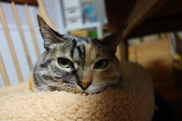 f:id:hiraryo0201:20170409090650j:plain